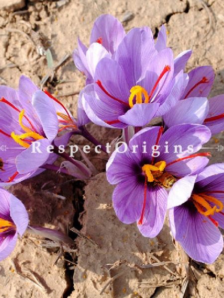 Kashmiri Saffron 10 gms